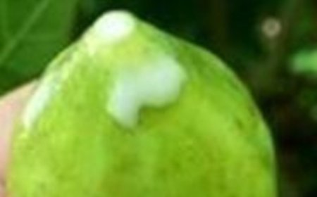 Collecting and Utilizing Fig Sap Safely