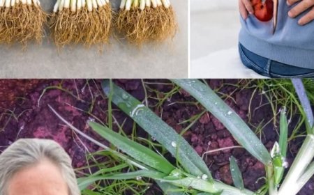 Ancient Herbal Infusion to Cleanse Your Kidneys and Eliminate Toxins