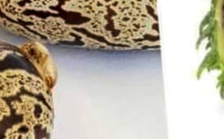 Title: Castor Oil: Discover the Transformative Effects After Just 7 Days