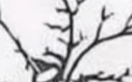 Only a few people can find all the faces hidden in this tree – are you one of them?