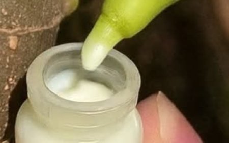 Tap Into Nature’s Secret: The Astonishing Benefits of Fig Sap You Need to Know