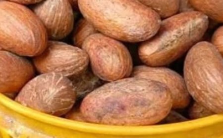 Bitter Kola + Coconut Water + Alligator Pepper: The Powerful Pre-Tournament Drink You Need