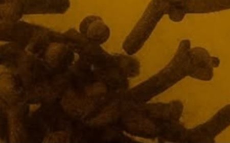 Unlock the Magic of Clove-Infused Baby Oil: 11 Irresistible Reasons to Use It Daily