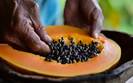 The Powerful Health Benefits of Papaya Seeds: Why You Should Include Them in Your Diet