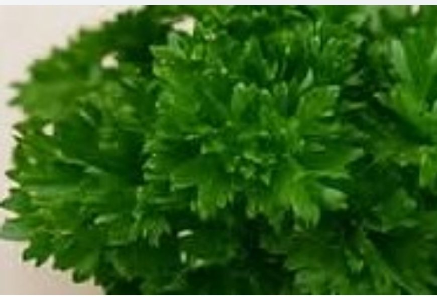 The Power of Parsley Tea: Natural Relief for Swelling in Legs, Ankles, and Feet