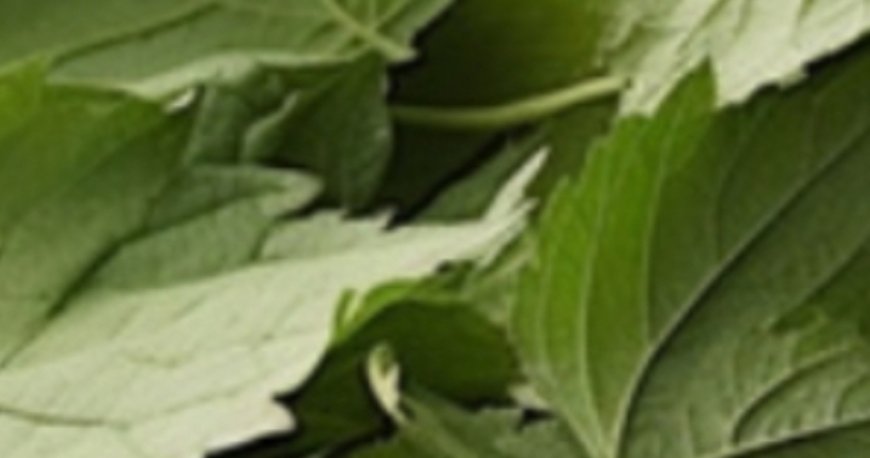 7 Healing Leaves That Naturally Support Diabetes, Blood Pressure, Pain Relief, Cholesterol, and Circulation