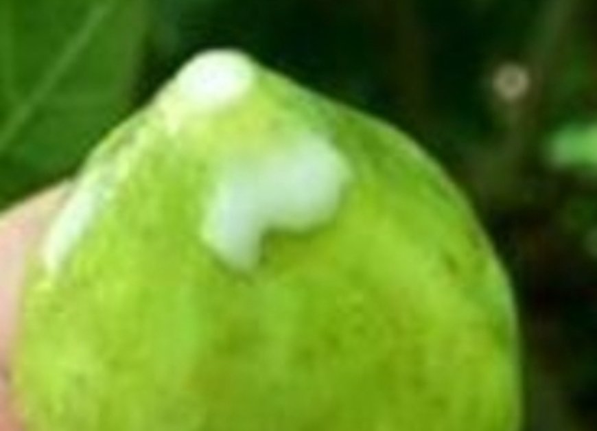 Collecting and Utilizing Fig Sap Safely