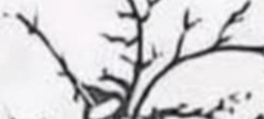 Only a few people can find all the faces hidden in this tree – are you one of them?