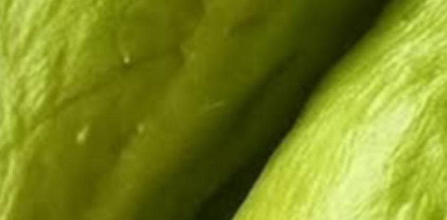 Benefits and Uses of Chayote Juice: A Refreshing Boost for Your Health