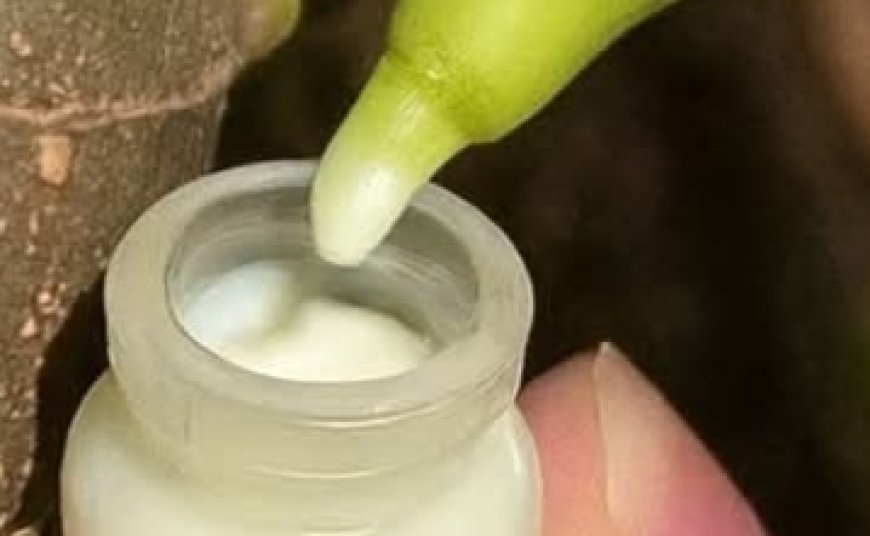 Tap Into Nature’s Secret: The Astonishing Benefits of Fig Sap You Need to Know