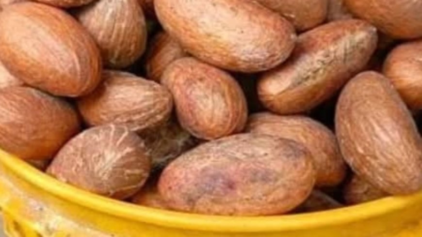 Bitter Kola + Coconut Water + Alligator Pepper: The Powerful Pre-Tournament Drink You Need