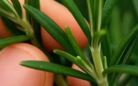 How to grow this plant abundantly at home.