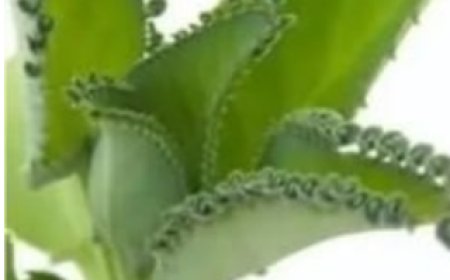 THE PLANT THAT EVERYONE SHOULD HAVE AT HOME BECAUSE IT ELIMINATES INFECTIONS, DIABETES, POOR