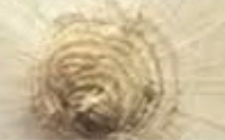 Get a large onion, garlic and ginger