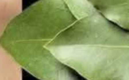 Bay Leaf: The Natural Wrinkle Eraser for Ageless Beauty