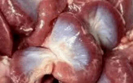 Power-Packed Chicken Gizzards