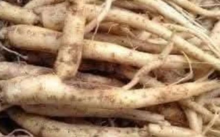 The Mighty Burdock Root: A Natural Ally in Supporting Health and Wellness