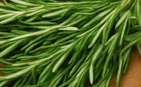 The Versatile Rosemary: Your Home’s Secret Weapon