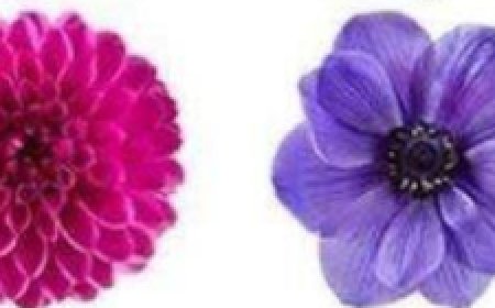 No talk. The flower you choose will reveal your true character trait.