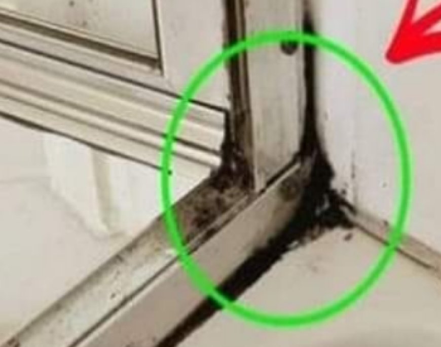 The Fastest Way to Get Rid of Shower Silicone Mildew