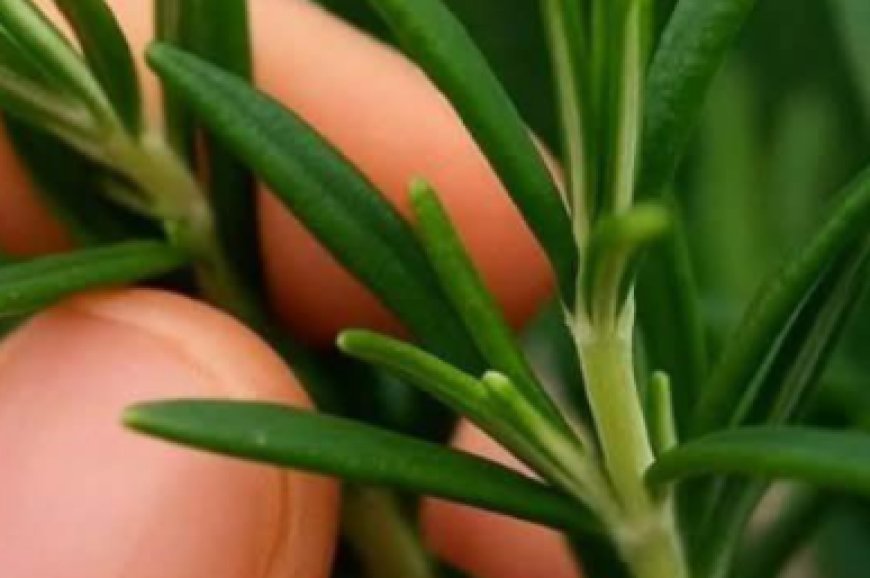 How to grow this plant abundantly at home.