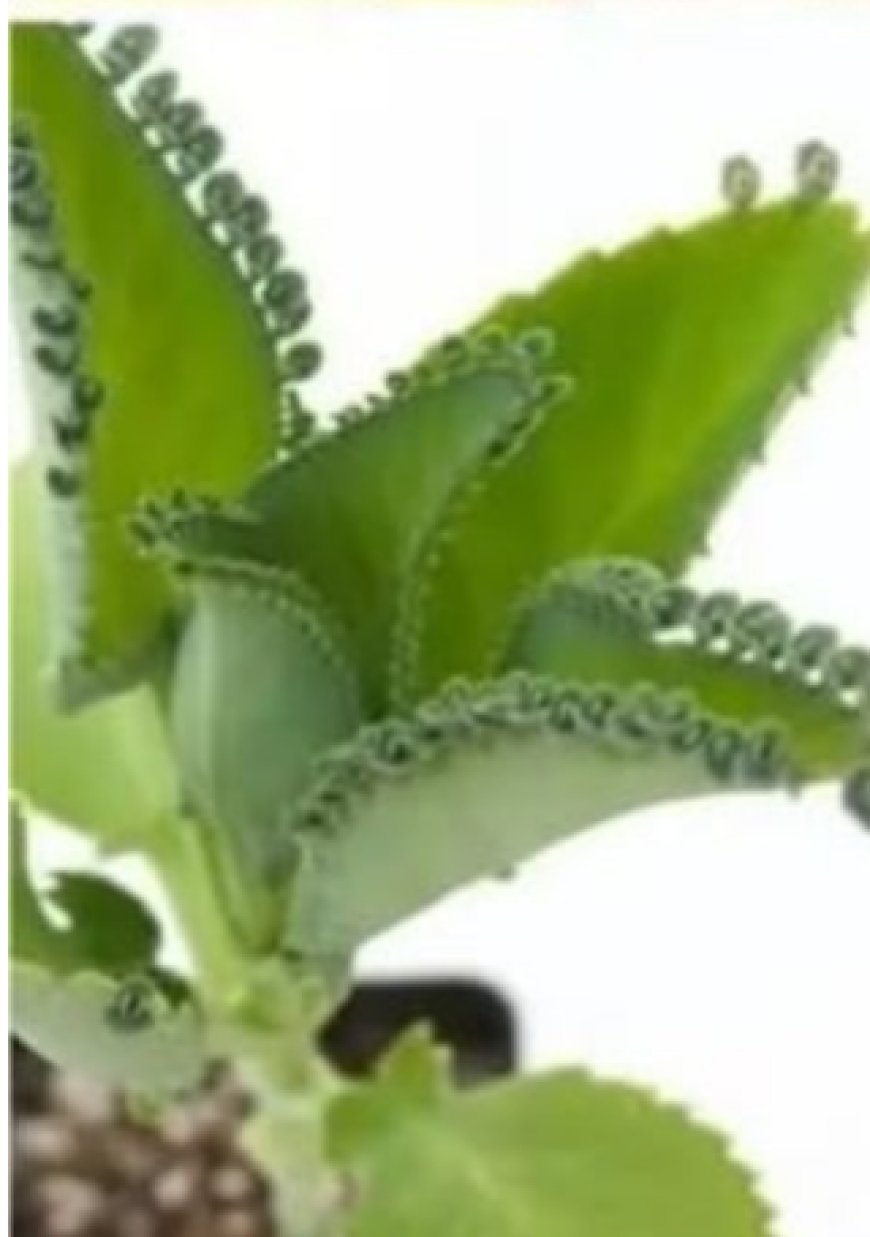 THE PLANT THAT EVERYONE SHOULD HAVE AT HOME BECAUSE IT ELIMINATES INFECTIONS, DIABETES, POOR