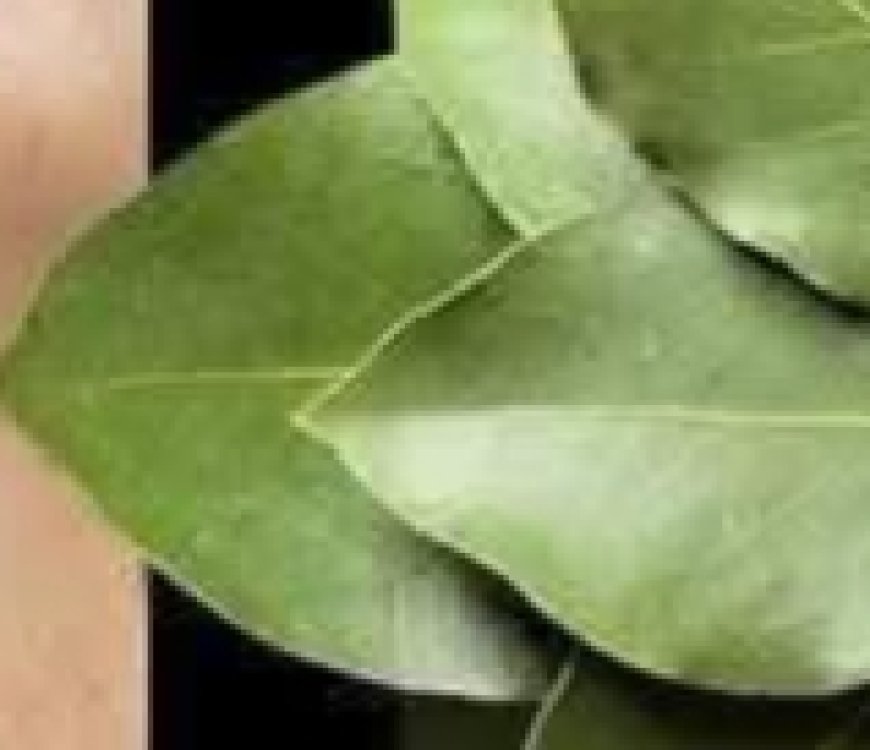Bay Leaf: The Natural Wrinkle Eraser for Ageless Beauty