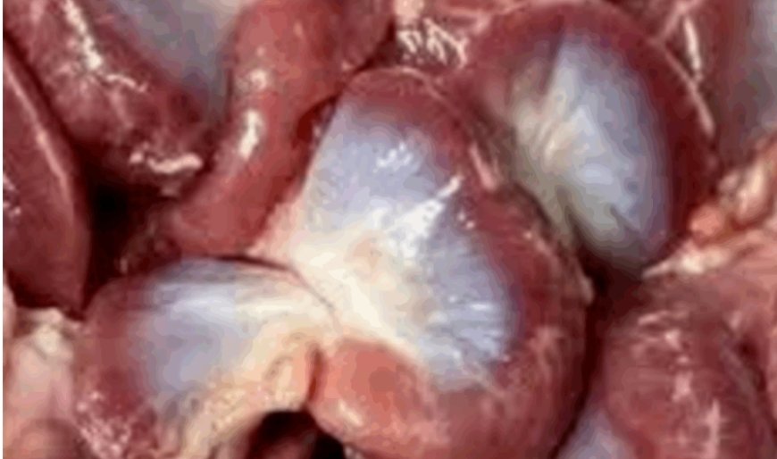 Power-Packed Chicken Gizzards