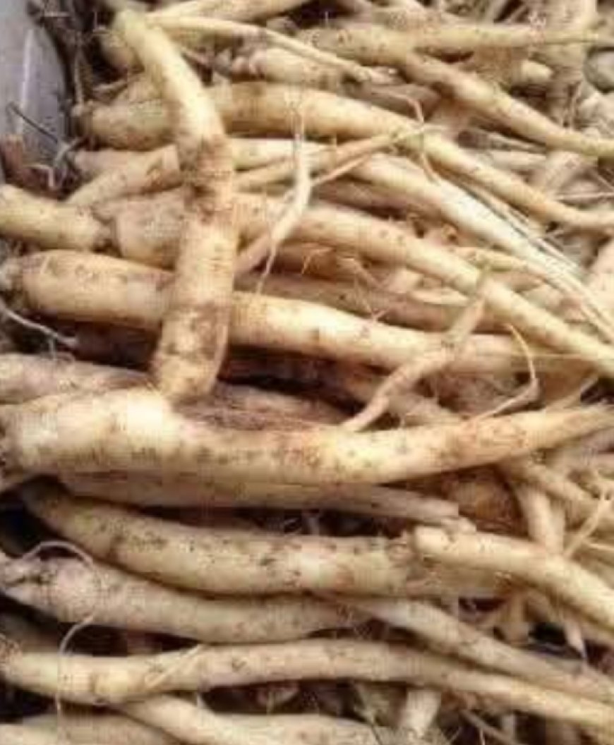 The Mighty Burdock Root: A Natural Ally in Supporting Health and Wellness