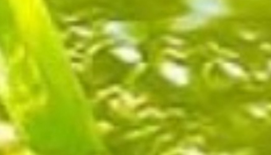 Ginger Tea – The Natural Blood Thinner