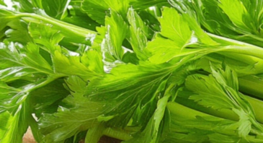 Cleanses the Liver 150 Times More Powerful Than Garlic and Lemon: Grandma’s Miracle Recipe