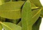 Exploring the Benefits of Bay Leaves for Skin: Natural Anti-Aging Properties
