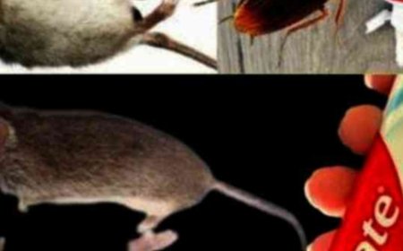 Toothpaste: A Surprising Ally Against Cockroaches and Ants — A Step-by-Step Guide