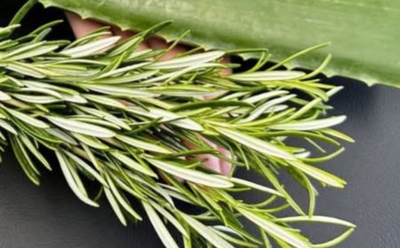 Unlock the Detoxifying Power of Aloe Vera