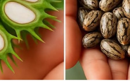 Unlock the Power of Castor Oil: Gentle Support for Skin, Hair, and Wellness in Just 7 Days