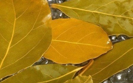 Banish Flies, Mosquitoes, and Cockroaches with These Simple Natural Remedies