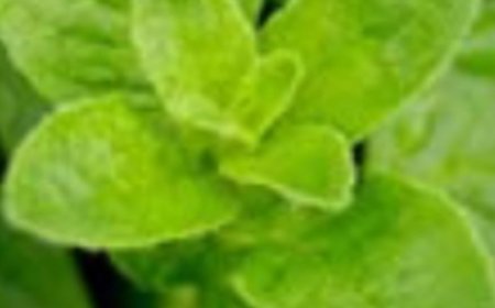 THE MOST POWRFUL PLANT