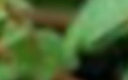 Benefits of Purslane: A nutritional treasure