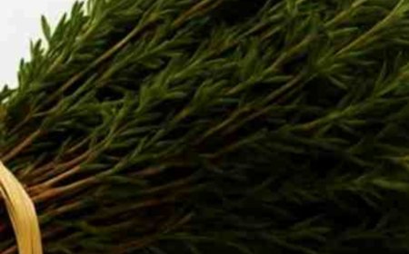 Oregano: Nature’s Small but Mighty Healer