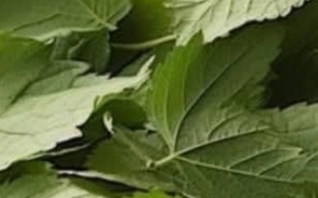 7 Healing Leaves That Naturally Support Diabetes, Blood Pressure, Pain Relief, Cholesterol, and Circulation