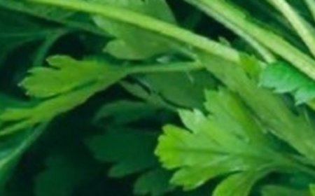 This plant k.i.l.ls 86% of lung cancer cells