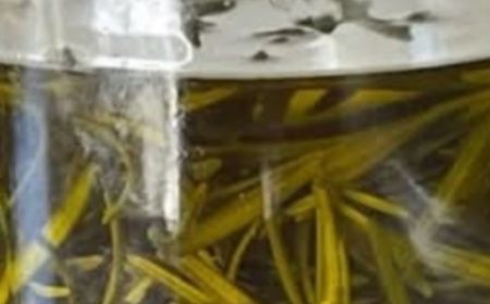 Old Doctors: Rosemary Oil Has a Secret 95% of Seniors Never Heard Of