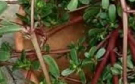 Purslane: The Superfood That Tastes Better Than Meat – 7 Reasons to Grow It in Your Garden