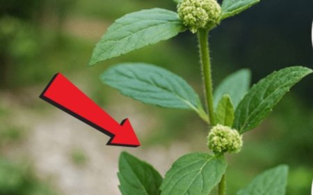 Allergies, digestion, peau, articulations… Cette plante fait plus que vous ne l’imaginez.