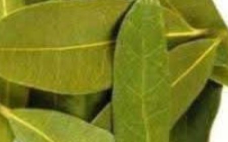 Exploring the Benefits of Bay Leaves for Skin: Natural Anti-Aging Properties