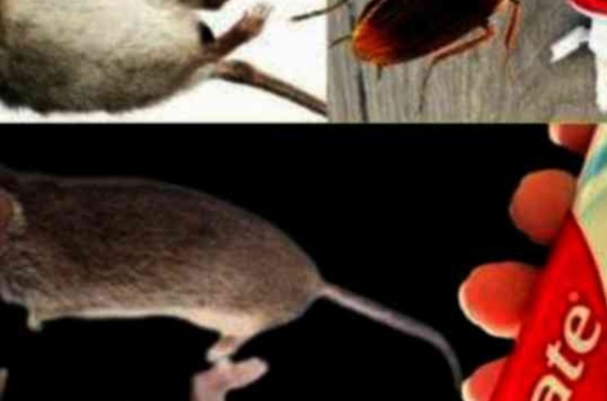 Toothpaste: A Surprising Ally Against Cockroaches and Ants — A Step-by-Step Guide