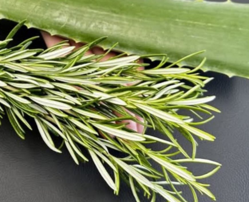 Unlock the Detoxifying Power of Aloe Vera