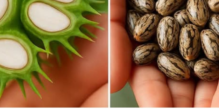 Unlock the Power of Castor Oil: Gentle Support for Skin, Hair, and Wellness in Just 7 Days