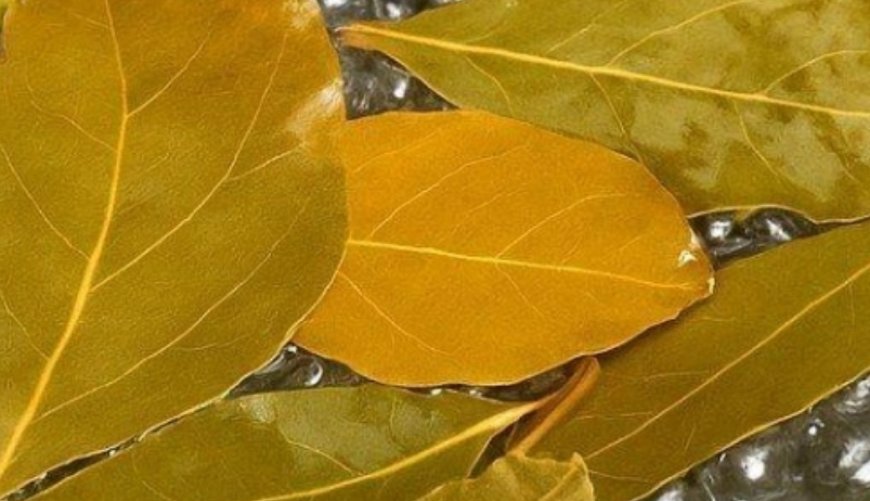 Banish Flies, Mosquitoes, and Cockroaches with These Simple Natural Remedies