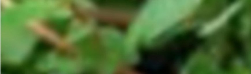 Benefits of Purslane: A nutritional treasure